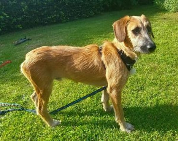 Besuche Taro in 24885 Sieverstedt