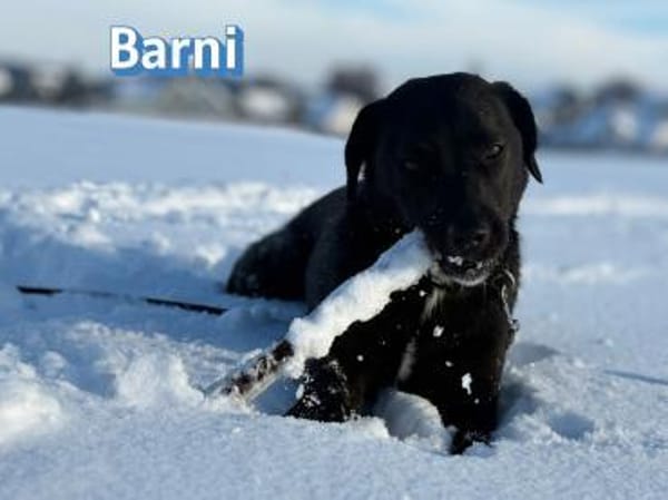 Vermittlungshilfe Barni; Ebersdorf b. C.