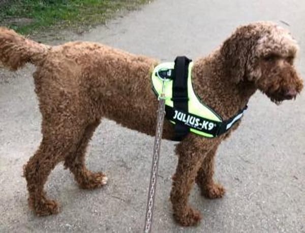 Toffee sucht ein Zuhause