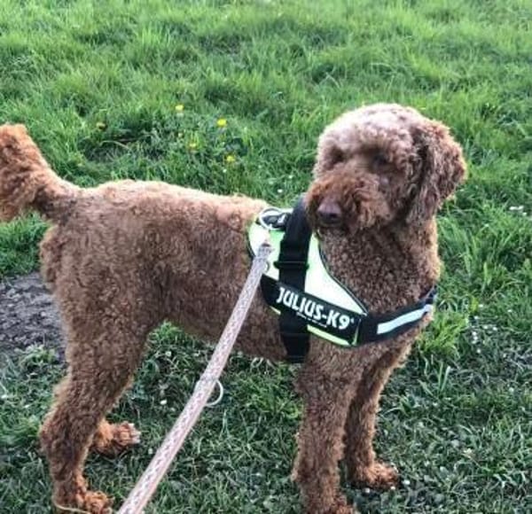 Toffee sucht ein Zuhause