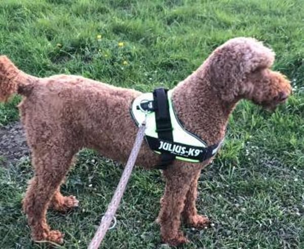 Toffee sucht ein Zuhause