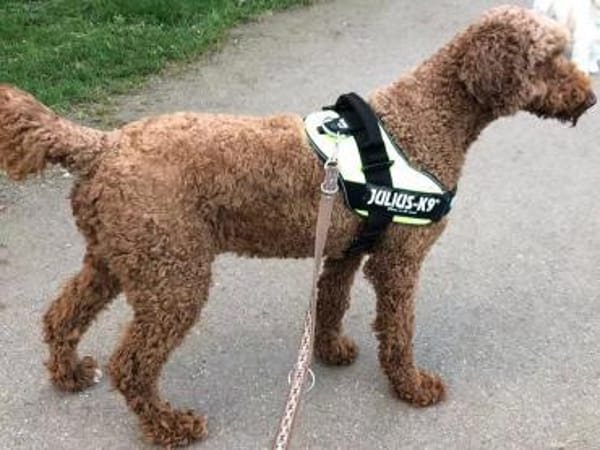 Toffee sucht ein Zuhause