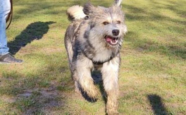 Neues Zuhause für Ronja gesucht