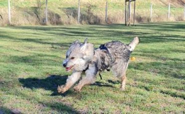 Neues Zuhause für Ronja gesucht