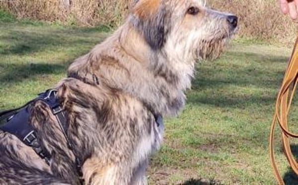 Neues Zuhause für Ronja gesucht