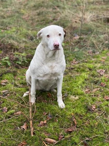 Pina sucht ihr Zuhause für Immer