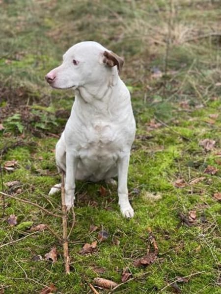 Pina sucht ihr Zuhause für Immer