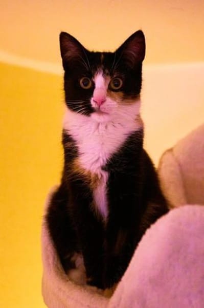 Drei junge Strohmer suchen ihre Familie