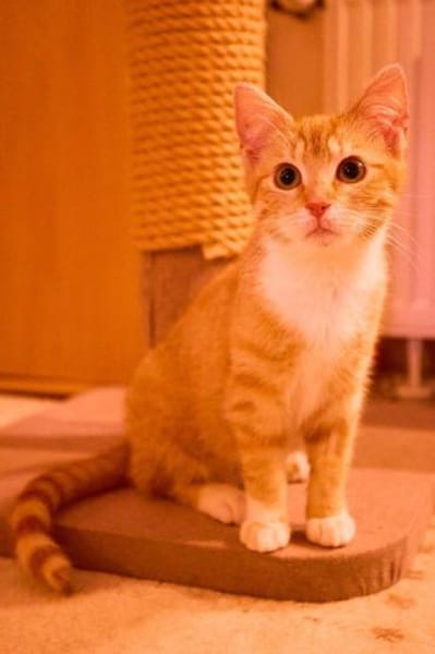 Drei junge Strohmer suchen ihre Familie