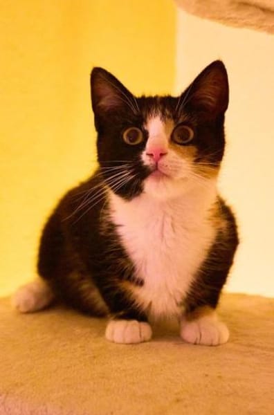 Drei junge Strohmer suchen ihre Familie