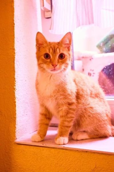 Drei junge Strohmer suchen ihre Familie