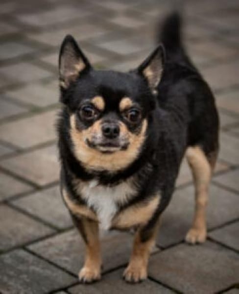 FÜRI und DOBBY-CHI sind unzertrennlich