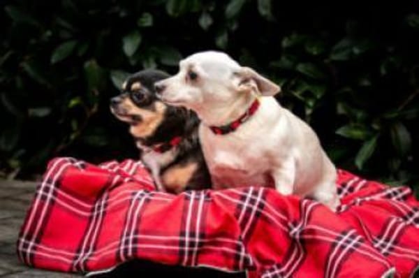 FÜRI und DOBBY-CHI sind unzertrennlich