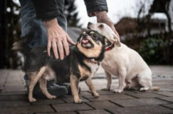 FÜRI und DOBBY-CHI sind unzertrennlich