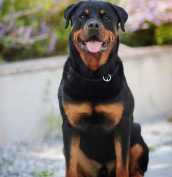 Arni, Charakterhund mit Prüfungen