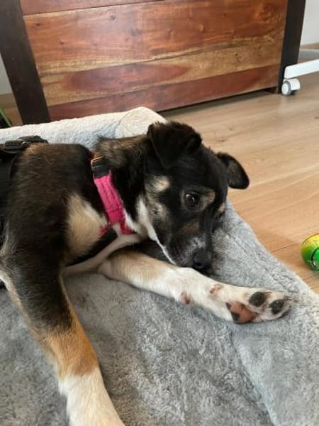 Soziale SELINA sucht ruhiges Zuhause♥