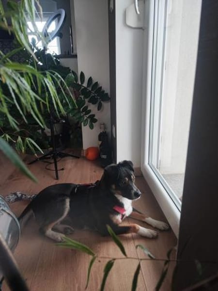 Soziale SELINA sucht ruhiges Zuhause♥