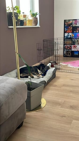 Soziale SELINA sucht ruhiges Zuhause♥