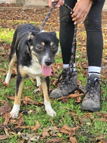 Soziale SELINA sucht ruhiges Zuhause♥