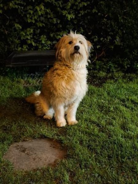 Zutrauliche NASI sucht Dringend ‼🆘‼