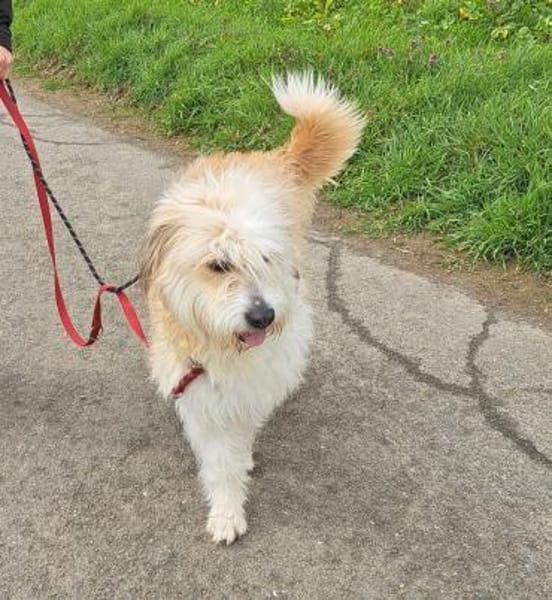 Zutrauliche NASI sucht Dringend ‼🆘‼