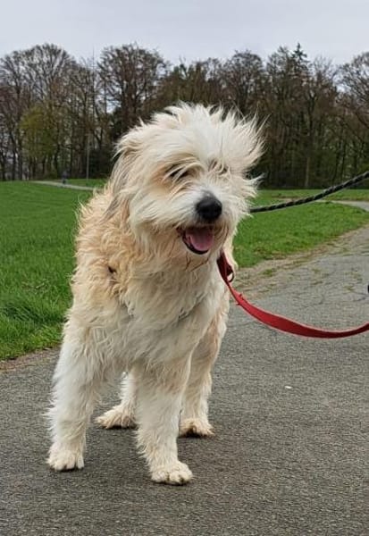 Zutrauliche NASI sucht Dringend ‼🆘‼