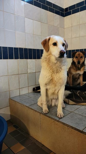 Cooper zarter Hundejunge mit großem Herz