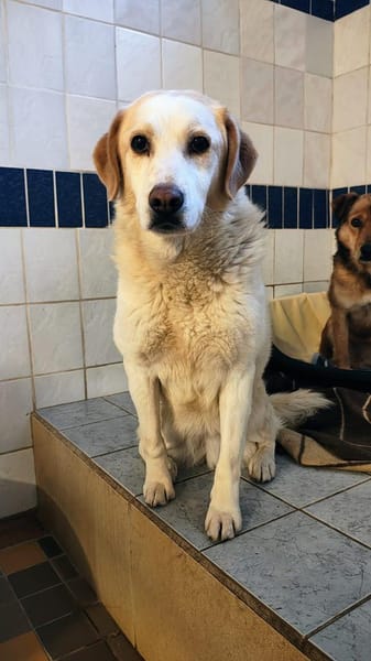 Cooper zarter Hundejunge mit großem Herz