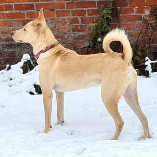 Smiorchi ❤ wartet in 26629 Großefehn