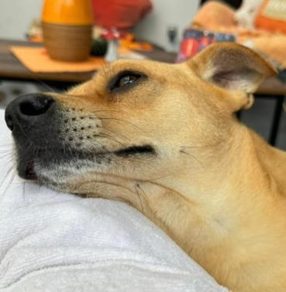 DANNY - ein Juwel zum Verlieben!