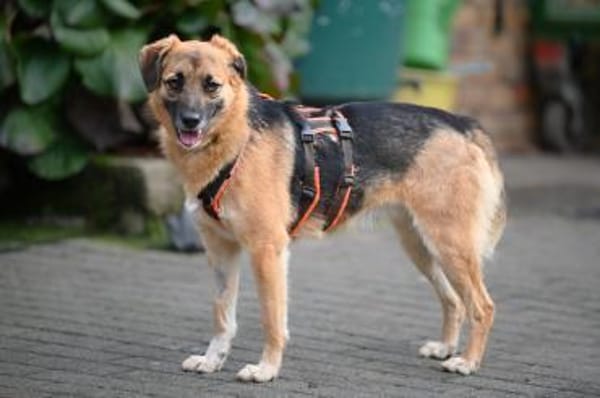 HONEY - süss wie Honig