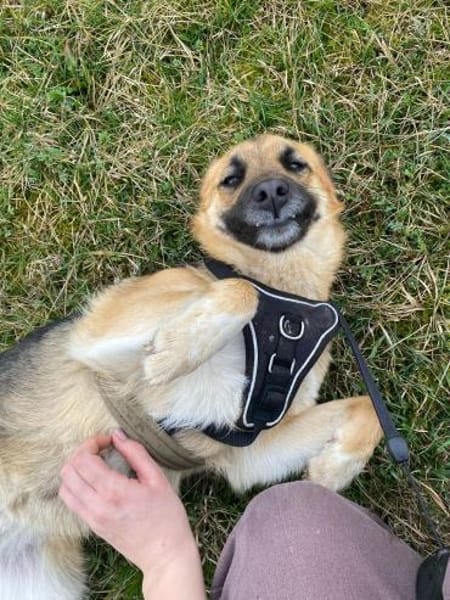 HONEY - süss wie Honig