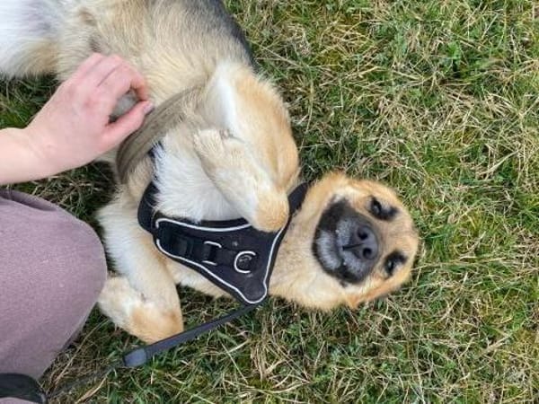 HONEY - süss wie Honig