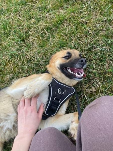 HONEY - süss wie Honig