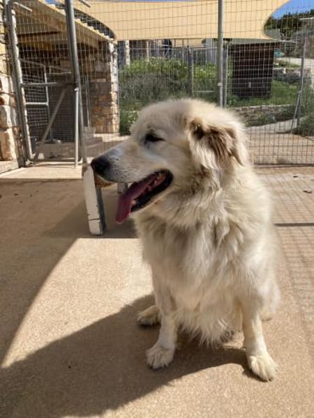 Bruno hat sein Zuhause verloren