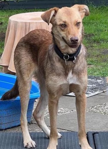 Alina - neugierig, verträglich - in DE