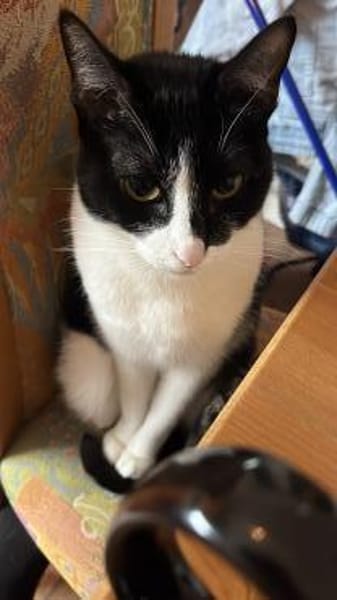 Dringend Zuhause für Katzenladys gesucht