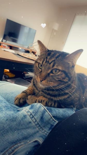 Dringend Zuhause für Katzenladys gesucht