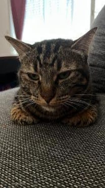 Dringend Zuhause für Katzenladys gesucht