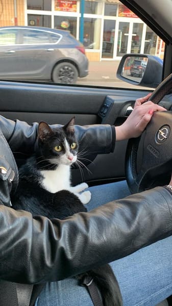 Dringend Zuhause für Katzenladys gesucht