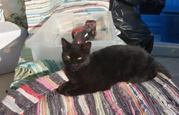 Coco sucht ihren Menschen