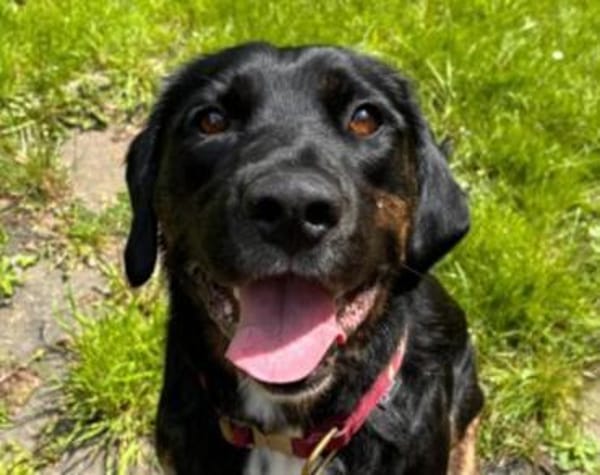 Leo 💗 wartet in 84524 Neuötting