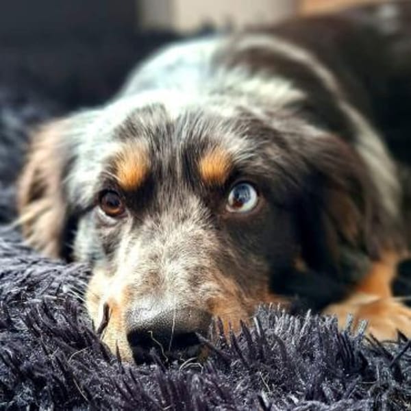 Bilbo - ist offen&verschmust