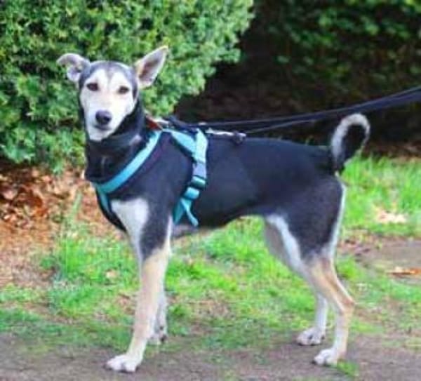 Chimera liebt die Menschen