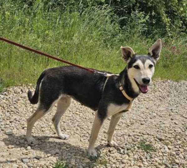 Chimera liebt die Menschen