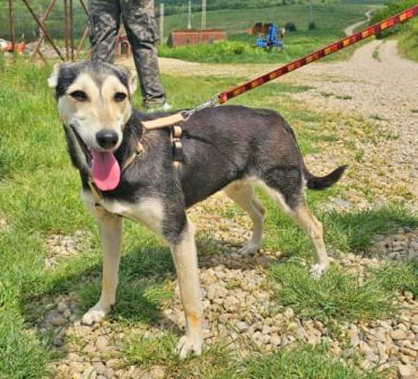 Chimera liebt die Menschen