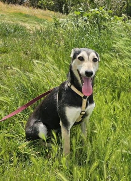 Chimera liebt die Menschen