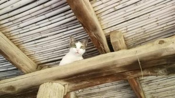 Sonnenschein Mina sucht Zuhause