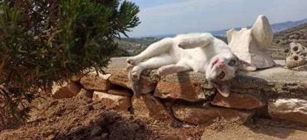 Sonnenschein Mina sucht Zuhause