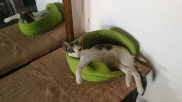 Sonnenschein Mina sucht Zuhause